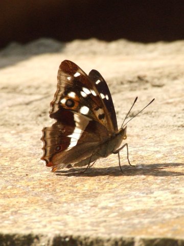 183 Apatura Iris